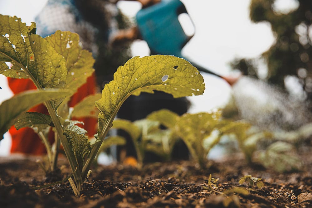 Agriculture Gifts Gift Catalog Convoy of Hope